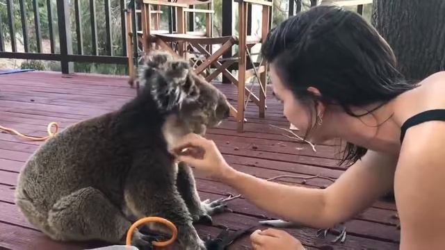 Unforgettable encounter with super cute Koala смотреть онлайн