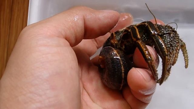 ヤドカリじっくり観察 part2　Watching Hermit Crabs Closely　cua ẩn sĩ　Рак-Отшельник　コブヨコバサミ смотреть онлайн
