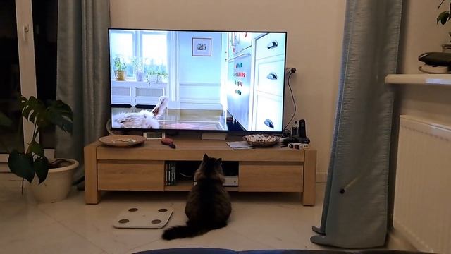 Кошка смотрит фильм про кота... смотреть онлайн