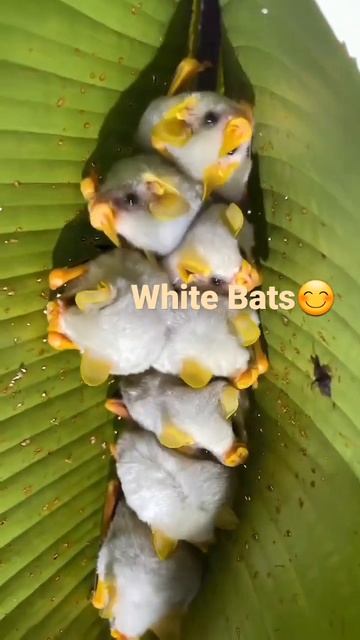 white Bats #wildlifeanimals #shorts #viral #batman смотреть онлайн