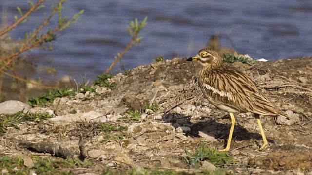 KauzCam Mallorca Audiothek 13.01.2022 Triel смотреть онлайн