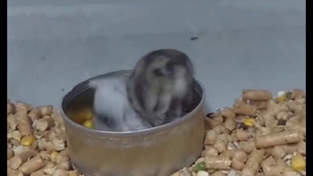 БИТВА ХОМЯКОВ смотреть онлайн