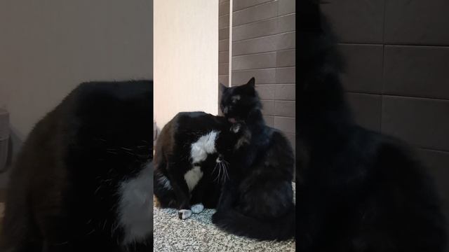 Живём как кошка с котом! смотреть онлайн