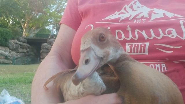 The young goose. Молодой гусь. смотреть онлайн