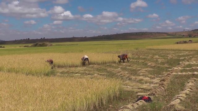 Fihaonana fifanakalozan-kevitra sy traikefa teo amin’ny Federasiona Lemaka Betsimitatatra - PC 23 смотреть онлайн