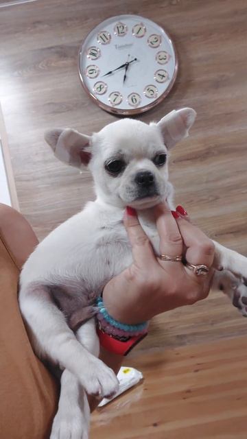 Исаврий Елисеевич продажа чихуахуа питомник Кастропуло Крым 89787458062 доставка есть смотреть онлайн