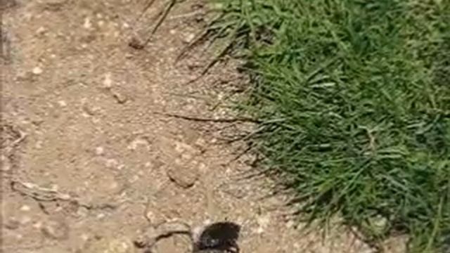 Determination: Dung Beetle смотреть онлайн