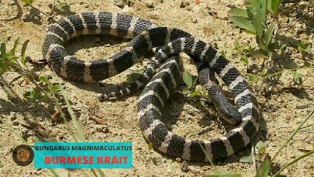 10 kraits of India, Krait snake, KRAITS of India,Krait, venomous krait смотреть онлайн