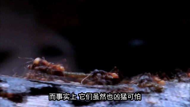 The marching ant army easily defeated the wasp swarm and swept away the hive смотреть онлайн