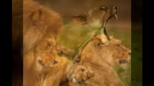 Мое слайд-шоу по теме " львы" смотреть онлайн