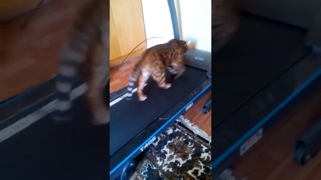 Бенгальский кот любит спорт. смотреть онлайн