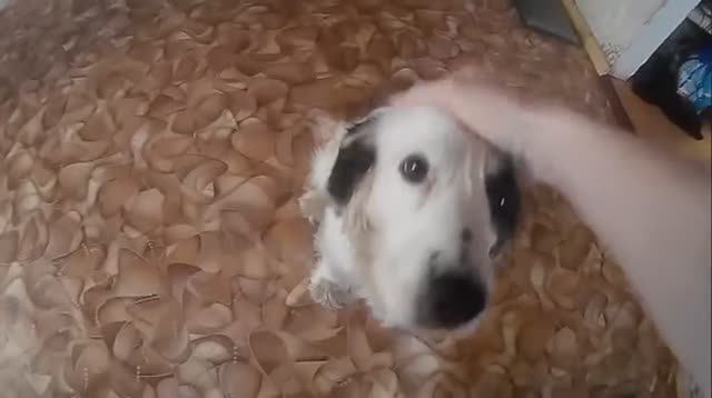 Спаниель - самая добрая и дружелюбная порода собак на камеру sj4000 Slow Motion видео смотреть онлайн