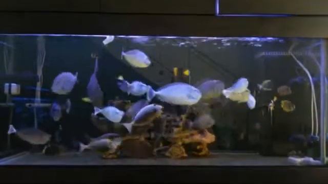 1 of The Best FOT in PG- NG Marine Tank смотреть онлайн