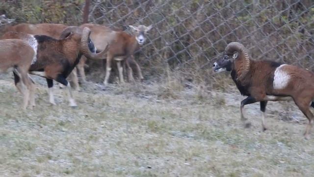 Muflonia ruja 2021-obora. смотреть онлайн