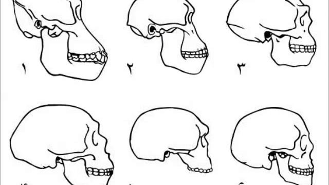 Paranthropus boisei смотреть онлайн