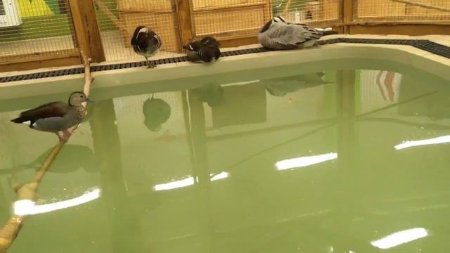 Влог неделя день 1 маки паки зоопарк 👻👻👻👻 смотреть онлайн