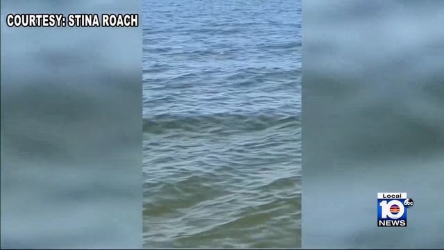 Officials in Pennsylvania searching for alligator seen in lake смотреть онлайн