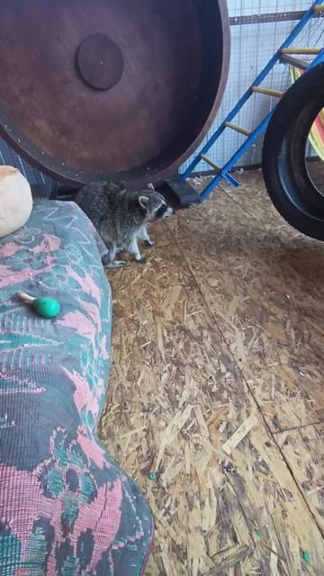 #ямыилюша #енотики #raccoon #животные #котики смотреть онлайн