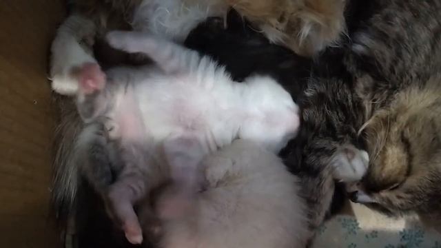 Родились котятки маленькие ребятки! смотреть онлайн