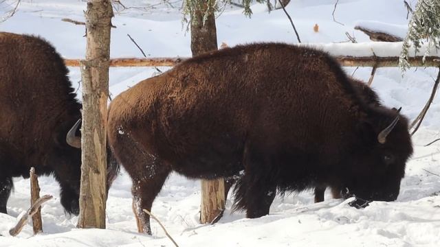 Plains Bison in Winter смотреть онлайн