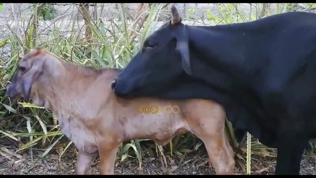 ANAK SAPI LUCU⁉️ Kumpulan Anak Sapi Gemuk di Padang Rumput смотреть онлайн