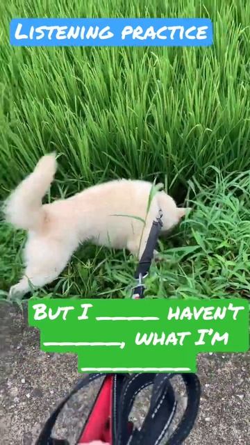 Listening practice ~ YouTube shorts #u2 #english #listening #dogs смотреть онлайн
