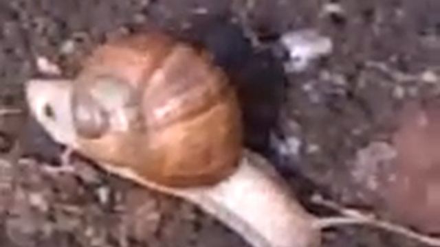 Slimak zahradny - helix pomatia смотреть онлайн