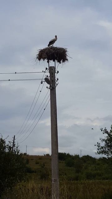 Stork on a pillar#travel #nature #beautiful #sunshine #love #good #birds #storks #tender #happy #sk смотреть онлайн