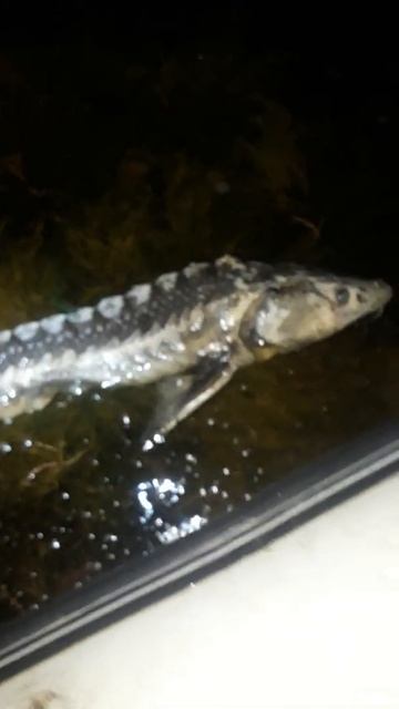 Печальная картина смотреть онлайн