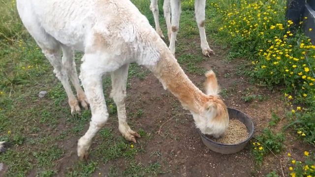 Hungry Alpacas ready to eat смотреть онлайн