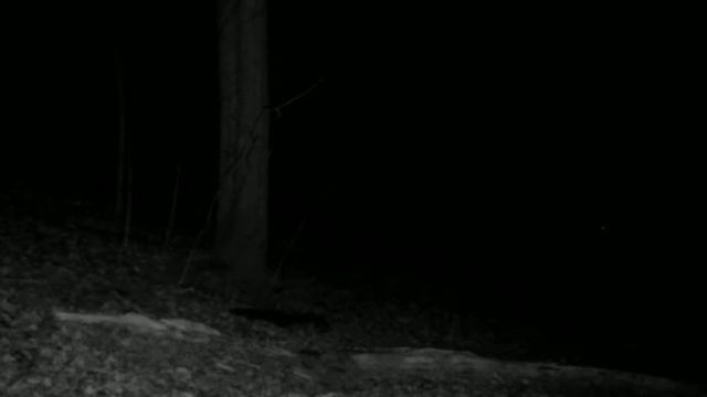 Coyote part2 on the Bushnell NInja смотреть онлайн