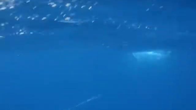 Jeff spears a nice bull dorado смотреть онлайн