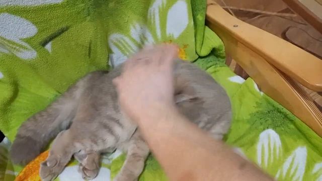 Тот, кто не любит кошек просто НЕКОТЯЙ... смотреть онлайн