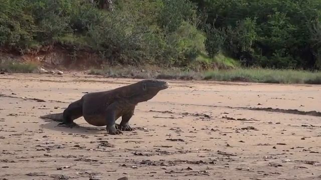 Varan de Komodo : les dinosaures existent toujours ? смотреть онлайн
