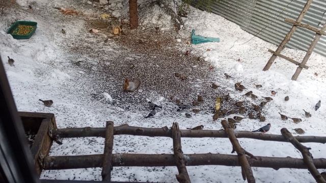 наш круглосуточный зоопарк. смотреть онлайн