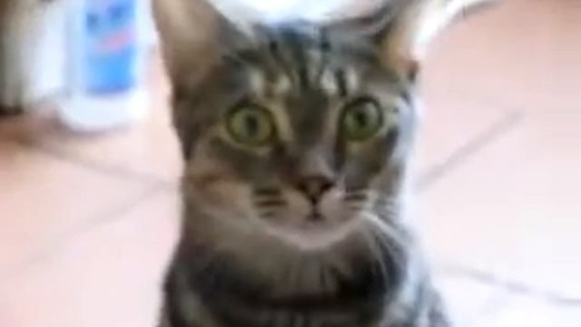 Говорящая кошка. Cat that can talk смотреть онлайн