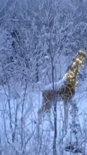 Новогодняя жирафа (2022) смотреть онлайн