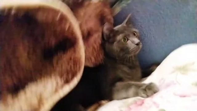 Кратко обои как мы мучаем кота пушка смотреть онлайн