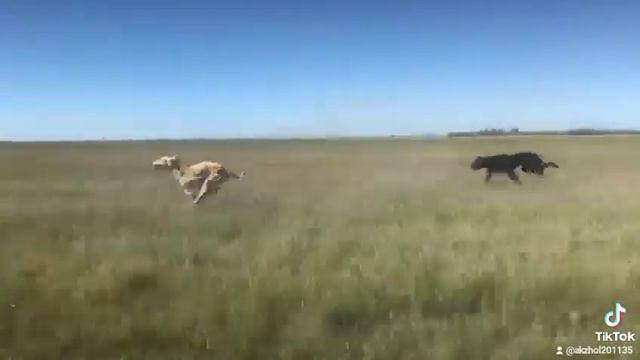 гонки собак смотреть онлайн