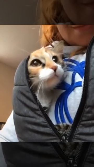 Красавица кошка! смотреть онлайн