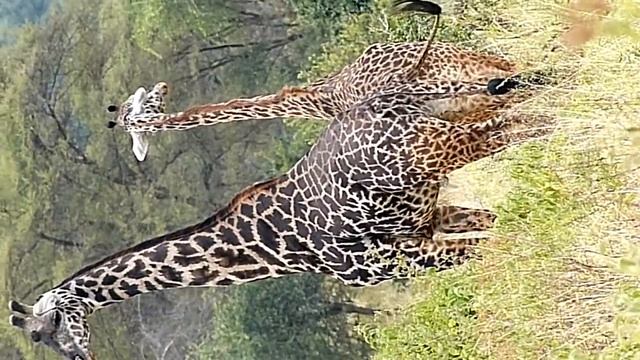 Girafe et girafon смотреть онлайн