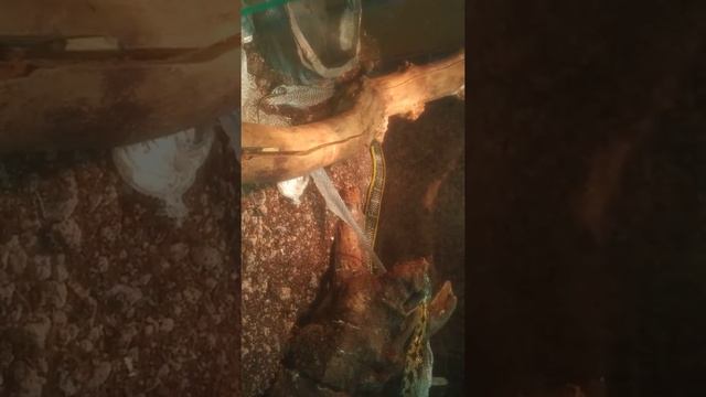 Schlangenhäutung Live! смотреть онлайн