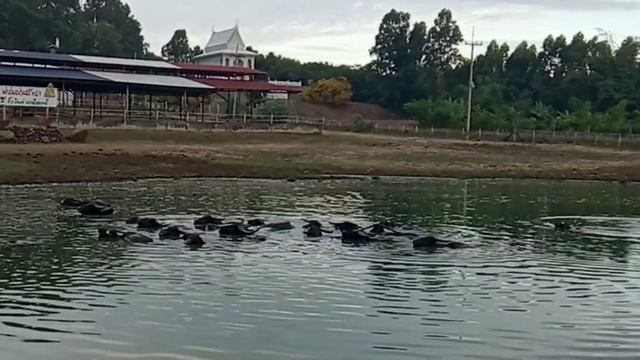 ควาย buffalo буйволы Thailand 2023, Sa Kaeo province #Pustyrev_travel смотреть онлайн