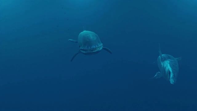 Megalodon Vs Livyatan