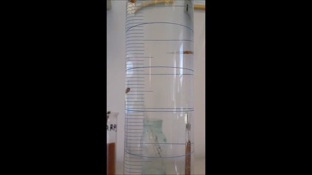 Pikeperch larvae demonstration смотреть онлайн