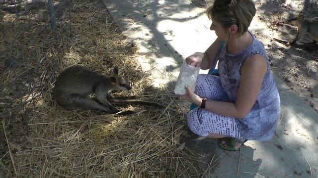 Прогулка по парку Cohunu Coala Park. Покормила кенгуру. смотреть онлайн