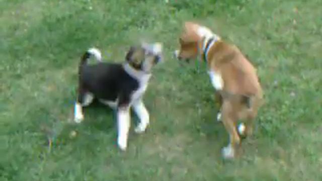 Puppies playing (Merlin and Sasha) смотреть онлайн