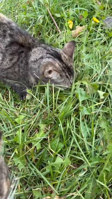 Кошка Джерри ловит мышку в траве смотреть онлайн