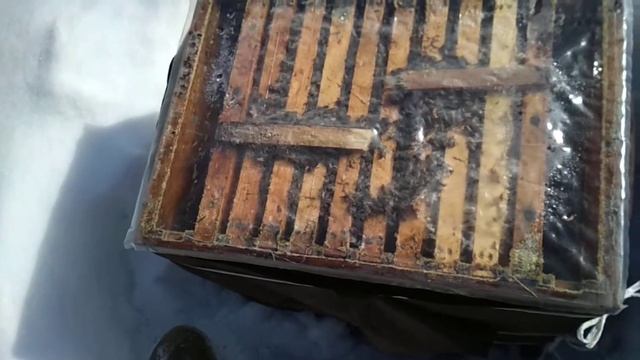 Отлично вышла из зимовки. смотреть онлайн