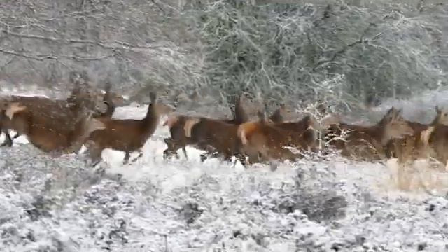 Олени.Deer. смотреть онлайн